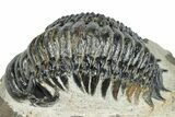Bargain, Crotalocephalina Trilobite - Atchana, Morocco #273072-2
